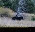 Black Bear